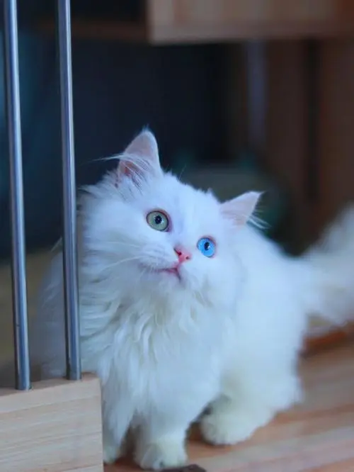 白猫眼睛蓝色是聋子吗？真相揭秘！（白猫眼睛蓝色是聋子吗）