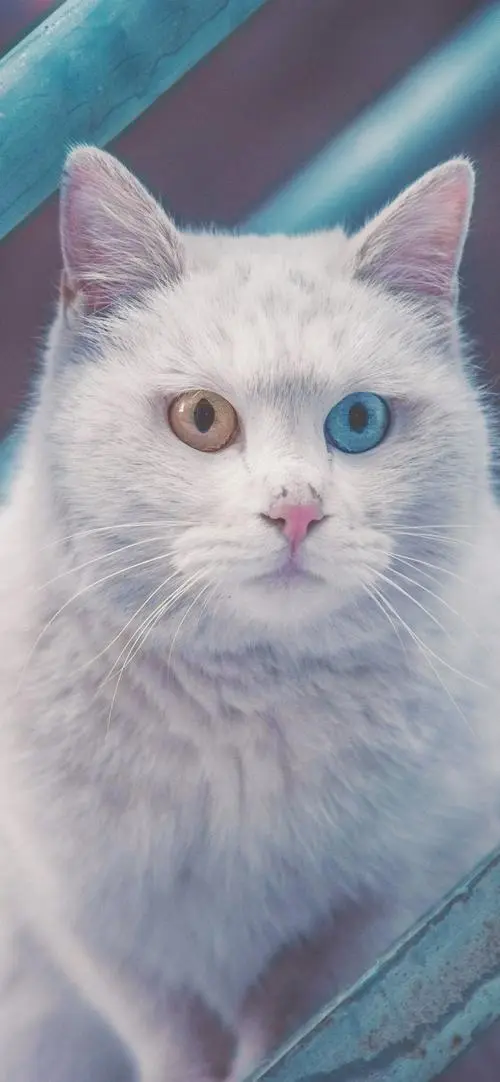 白猫一个眼睛蓝一个眼睛黄 白猫一个眼睛蓝一个眼睛黄是什么品种猫