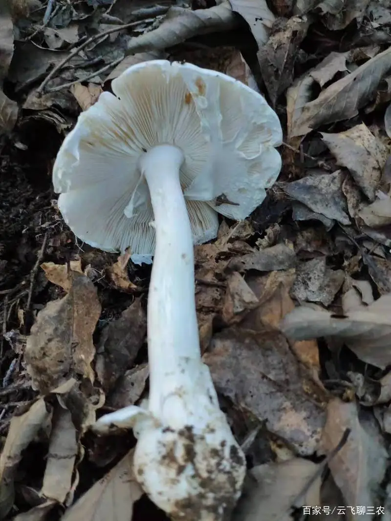 白伞蘑菇有毒吗？（白伞蘑菇有毒吗）