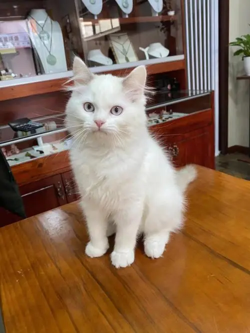 白色布偶猫价格多少钱一只 白色布偶猫价格多少钱一只幼猫