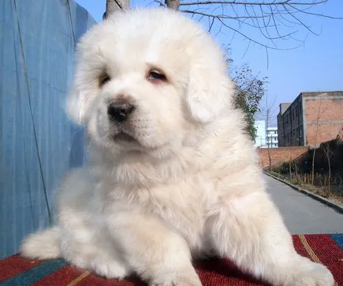 白色藏獒图片 幼犬 白色藏獒图片 幼犬多少钱