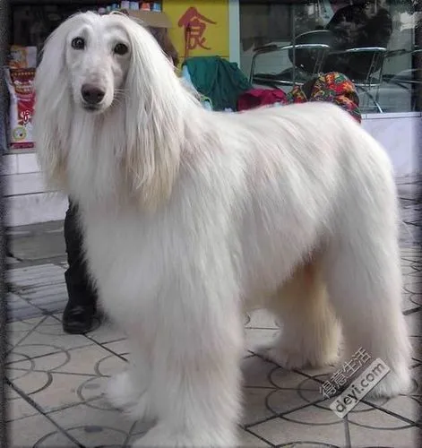 白色长毛犬—迷人的毛色（白色长毛犬有哪些）
