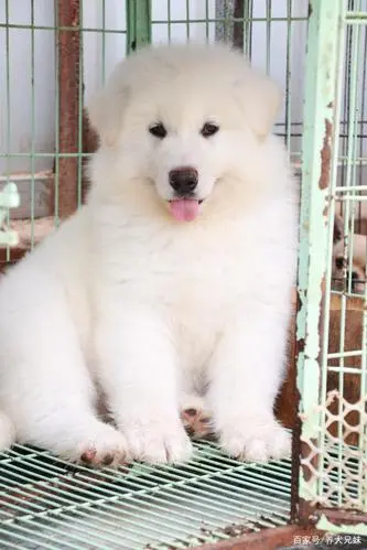 白色长毛小型犬品种（白色长毛的小型犬有哪些品种）