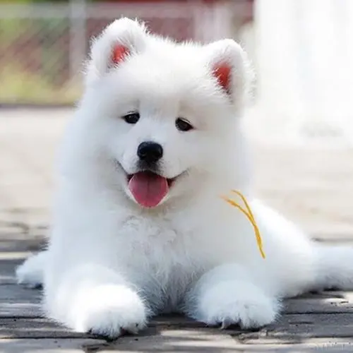 白色大型犬萨摩耶 白色大型犬萨摩耶图片