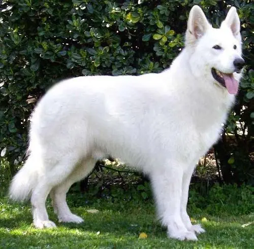 白色德国牧羊犬幼犬 白色德国牧羊犬幼犬图片