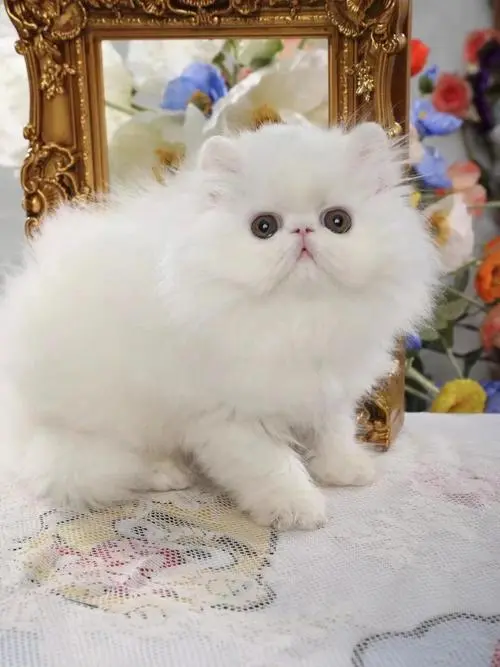 白色的加菲猫多少钱 白色的加菲猫多少钱一只