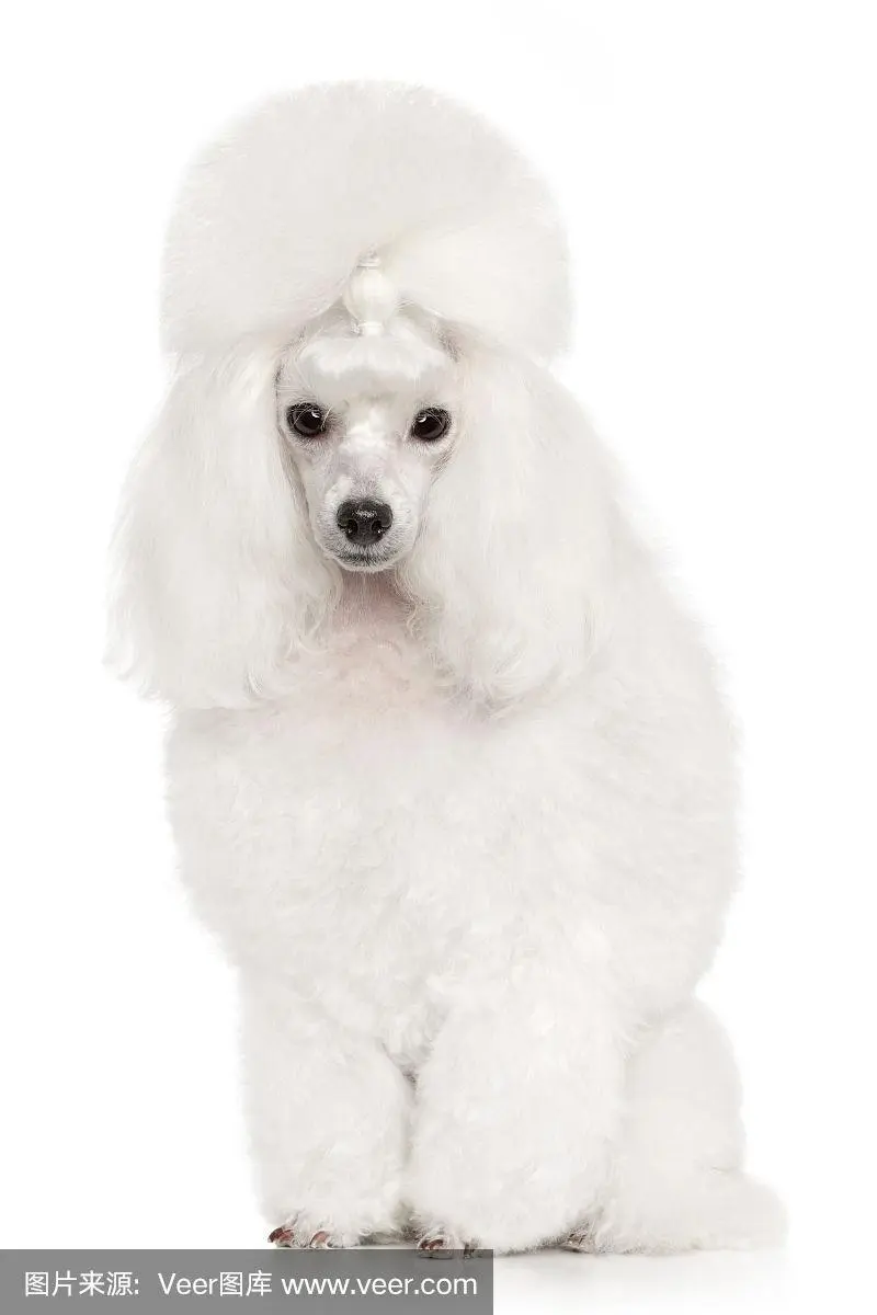 白色贵宾犬造型图片 白色贵宾犬的图片