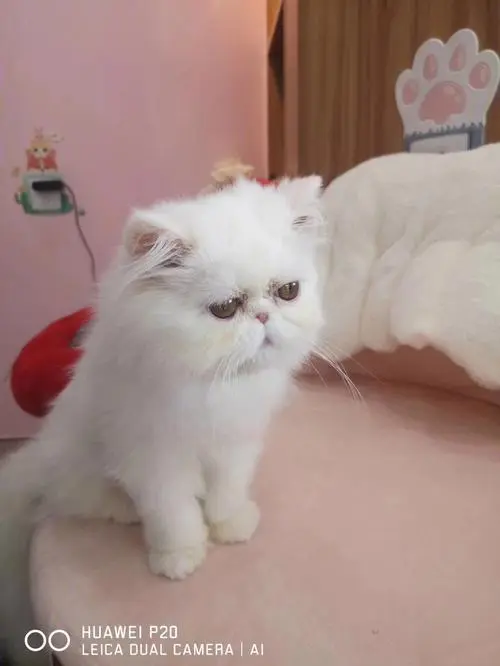 白色加菲猫价格多少钱一只1500 白色加菲猫价格多少钱一只
