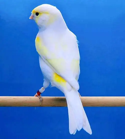 白色金丝雀鸟多少元一只 白色的金丝雀