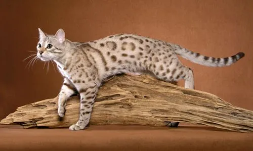 白色孟加拉豹猫雪豹 孟加拉豹猫雪豹之豹银豹哪种最贵