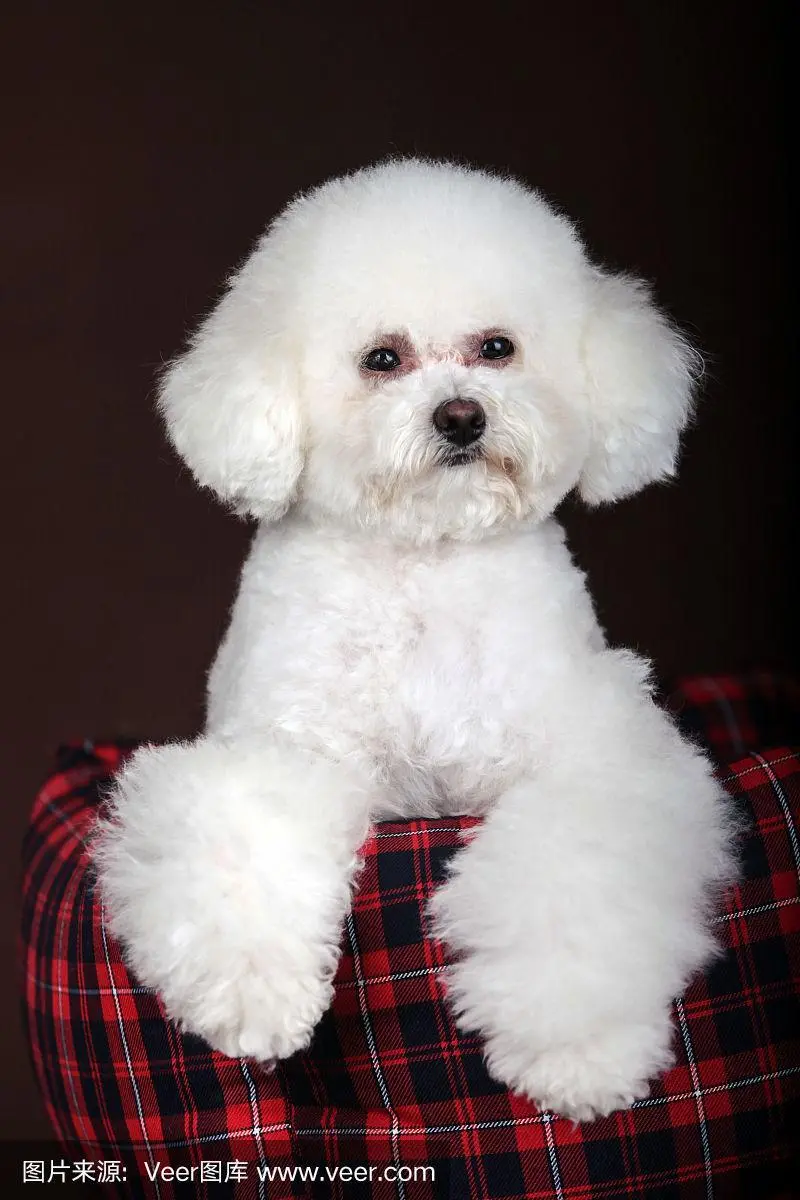 白色迷你贵宾犬——世界上最受欢迎的小型犬之一（白色迷你贵宾犬图片）