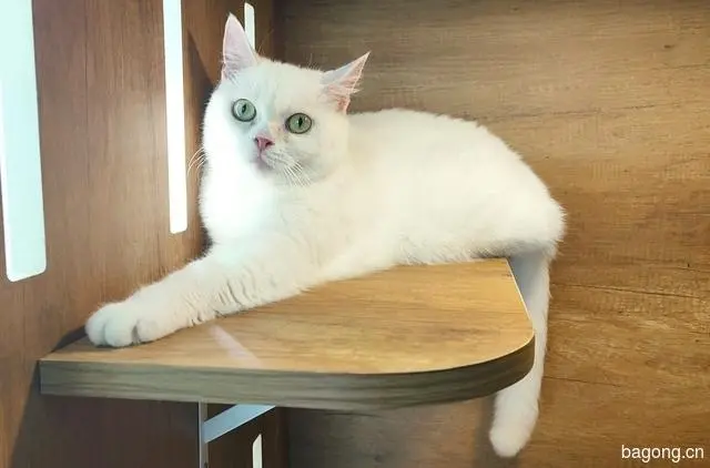 白色母猫图片——优雅之美（白色母猫图片）