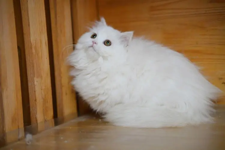 白色拿破仑矮脚猫——优雅的迷人矮脚猫品种（白色拿破仑矮脚猫）