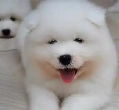白色萨摩耶幼犬：纯真可爱的白色毛球（白色萨摩耶幼犬可爱）