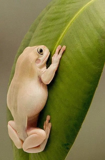 白色树蛙——独特的品种（白色树蛙是什么品种）
