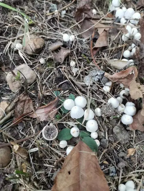 白色像伞一样的蘑菇有毒吗？（白色像伞一样的蘑菇有毒吗）