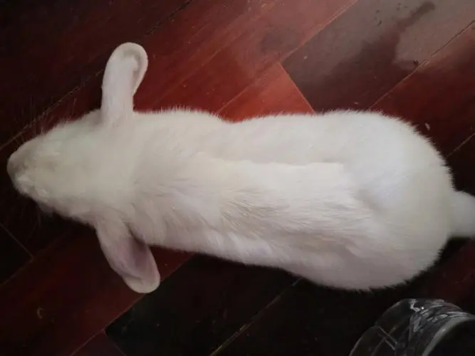 白兔毛——优雅与柔软的象征（白兔身上的毛叫什么）