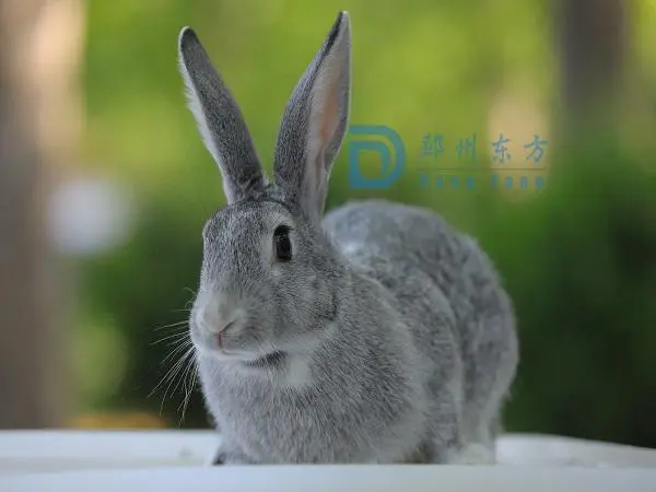 白兔 vs. 青紫蓝兔：谁更好？（白兔和青紫蓝兔哪个好）