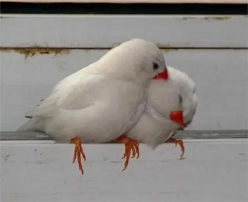 白文鸟和珍珠鸟的区别（白文鸟和珍珠鸟区别）