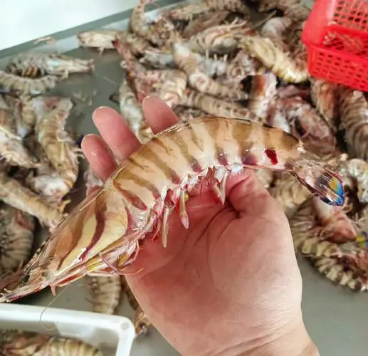 白灼竹节虾的做法窍门 白灼竹节虾的做法窍门视频