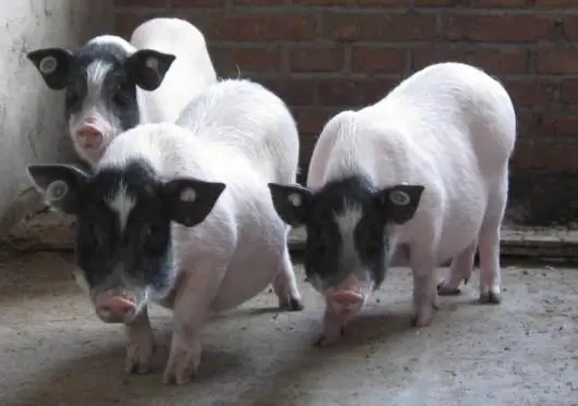 巴马香猪：一款可爱而特殊的宠物猪（巴马香猪是宠物猪吗）