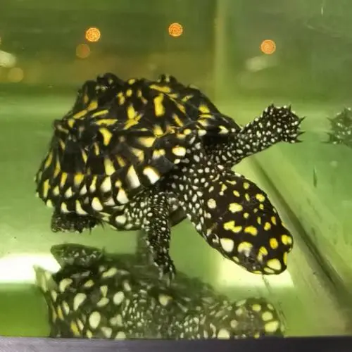斑点池龟能不能冬眠 斑点池龟怎么分辨公母