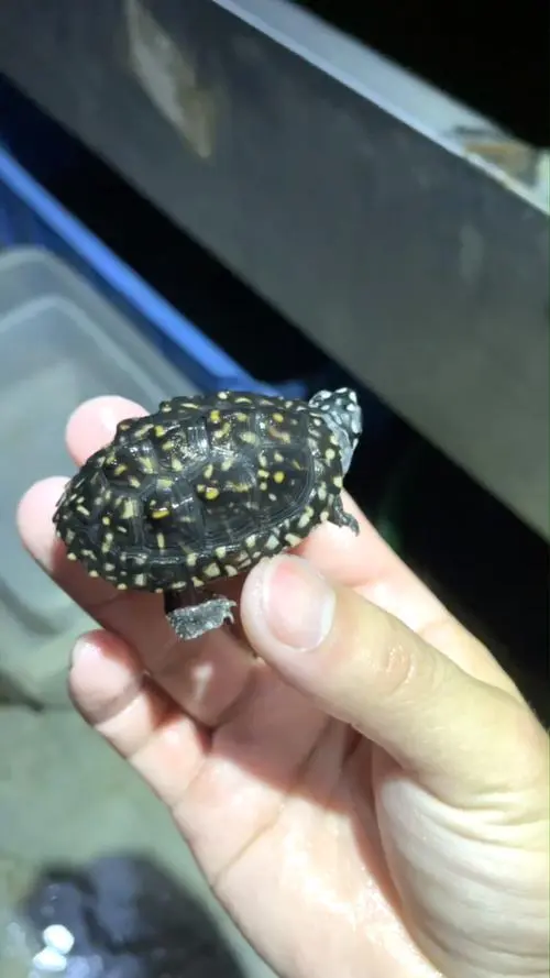 斑点池龟视频——美丽斑纹的生物世界（斑点池龟视频）
