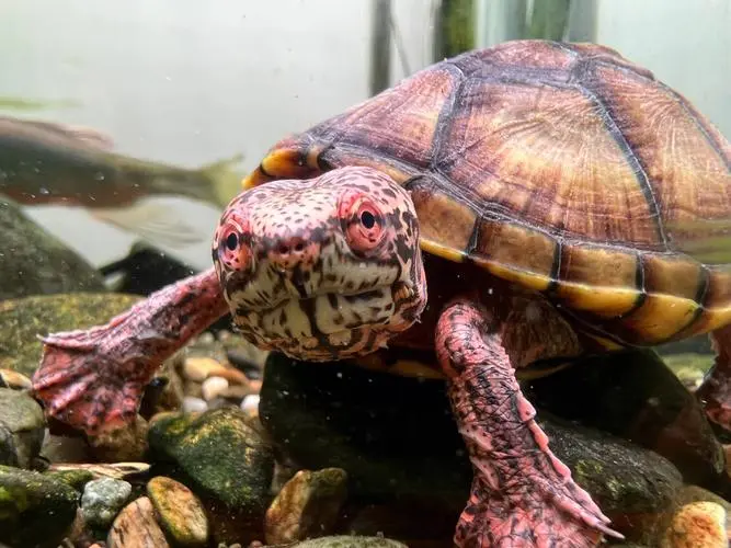 斑纹泥龟为一种经典而珍贵的水生爬行动物，具有独特的美丽斑纹和温和的性格。然而，其高昂的价格常常令人瞠