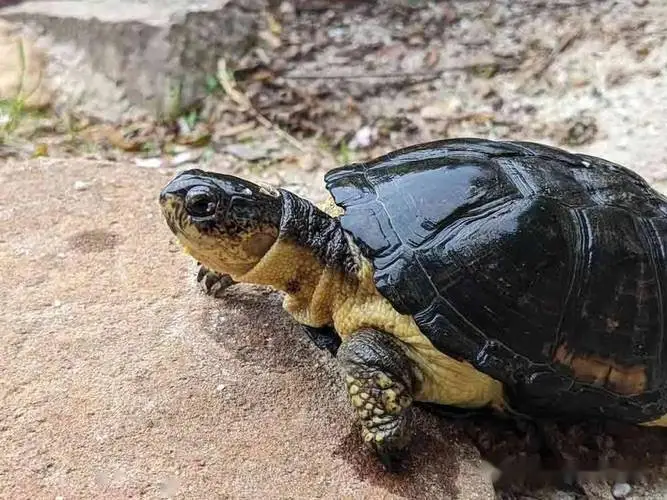 斑纹泥龟（英文名：Speckled Mud Turtle）是一种小型泥龟，主要分布于北美洲的湿地和沼泽地区。尽管斑纹泥