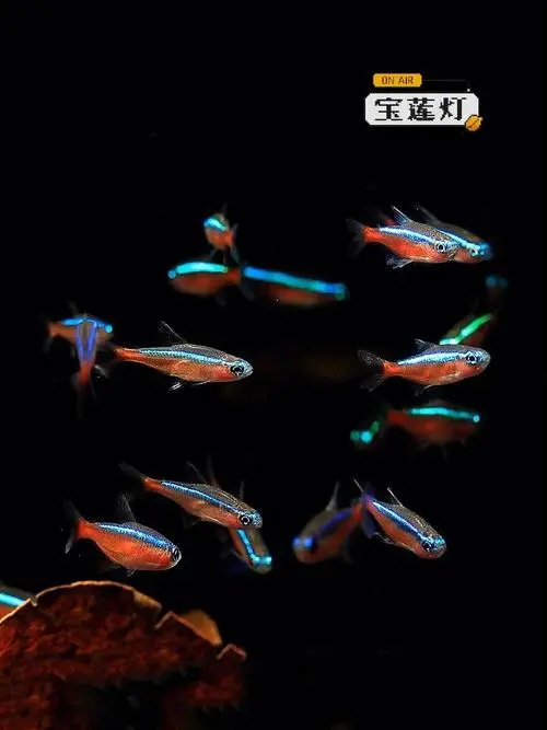 宝莲灯鱼——高贵鱼种的象征之一（宝莲灯鱼为什么贵）