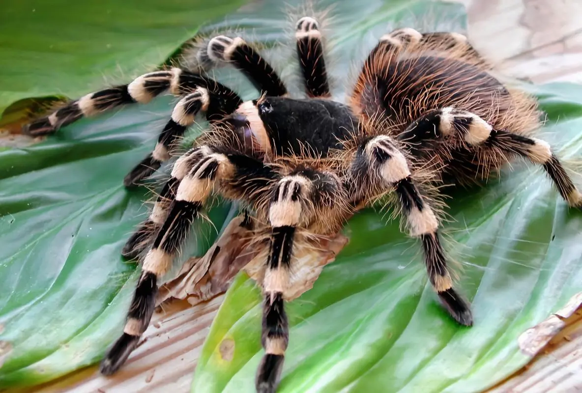 巴西黑白脚蜘蛛：体型壮观的猛毒蜘蛛（巴西黑白脚蜘蛛能长多大）
