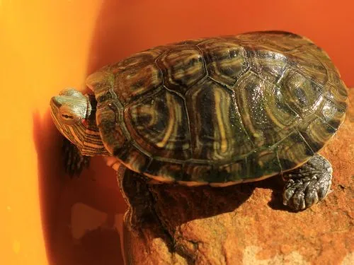 巴西红耳龟多少钱 巴西红耳龟多少钱一只3斤的