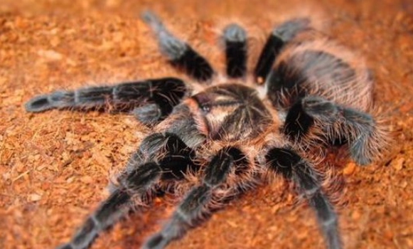 巴西红毛蜘蛛：体型与特征描述（巴西红毛蜘蛛有多大）