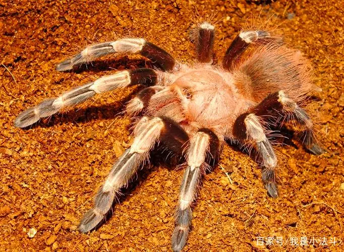 巴西巨人金毛蜘蛛 巴西巨人金毛蜘蛛温顺吗
