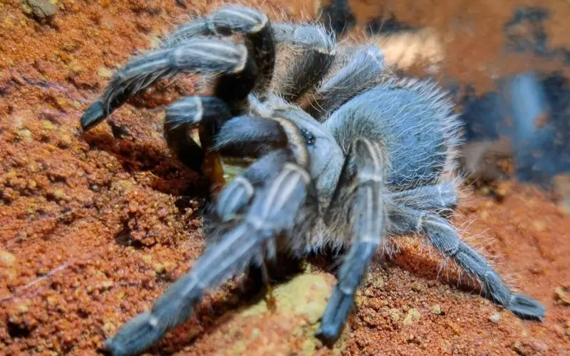 巴西所罗门捕鸟蛛是一种生活在巴西地区的特殊蜘蛛。它以其特殊的捕食能力和独特的生活方式而闻名于世。本文