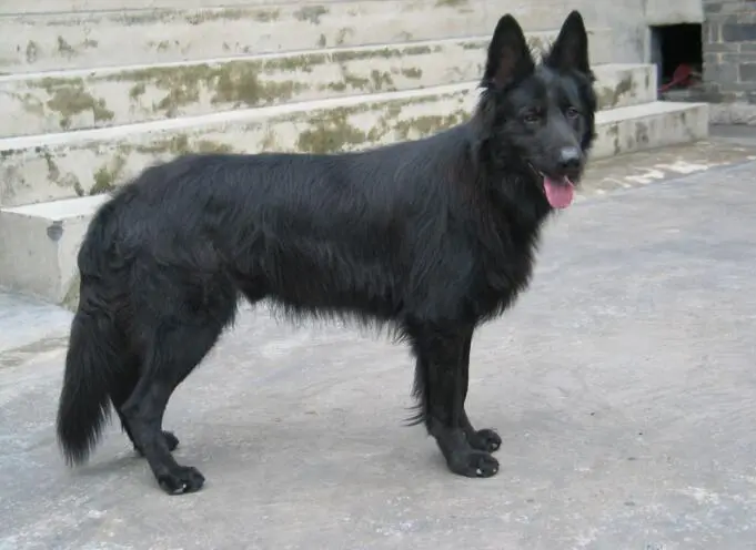 比利时牧羊犬黑色（比利时牧羊犬黑色的）