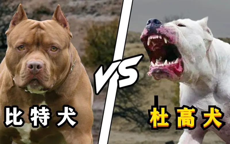 比特 VS 杜高犬打架视频：一场力量与智慧的对决（比特和杜高犬打架视频）