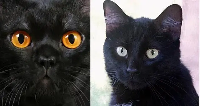 碧眼黑猫是一种猫科动物，特别受人们喜爱。它们以其独特的外貌和温顺的性格而闻名。在本文中，我们将为您介