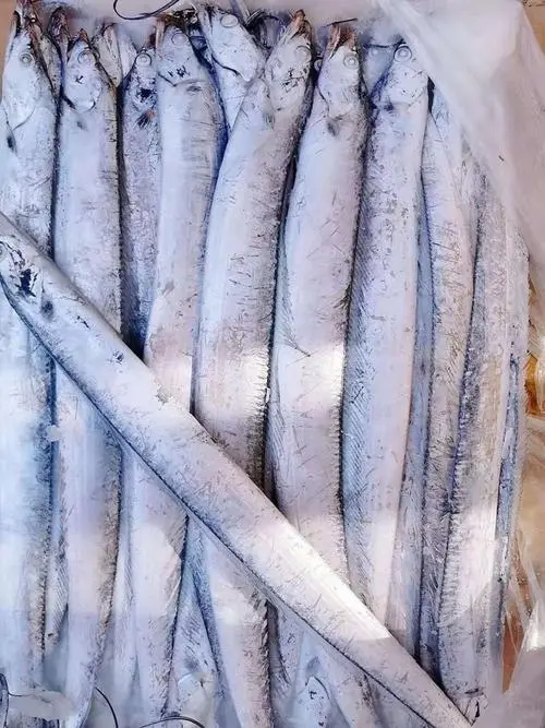 渤海刀鱼与舟山带鱼：两种珍贵的海鲜（渤海刀鱼和舟山带鱼）