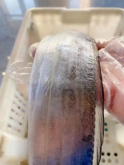 渤海湾刀鱼价格现在多少 渤海湾刀鱼价格