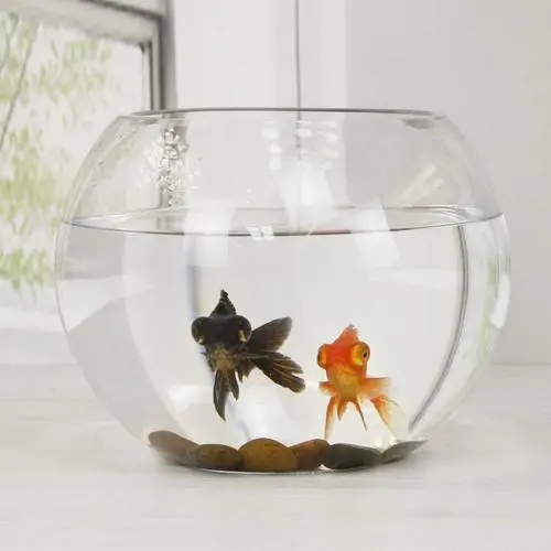 玻璃小鱼缸养什么鱼好 玻璃小鱼缸养什么鱼好养