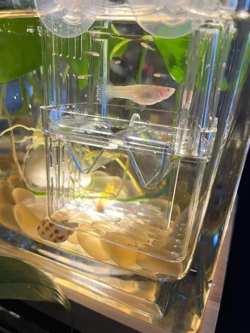 玻璃鱼缸制作视频大全 玻璃鱼缸图片大全