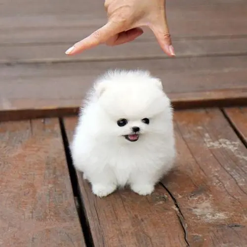 博美犬多少钱一只白色幼犬母犬 博美犬多少钱一只幼犬