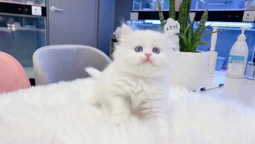 波斯猫纯白蓝眼睛价格 波斯猫纯白蓝眼睛价格多少