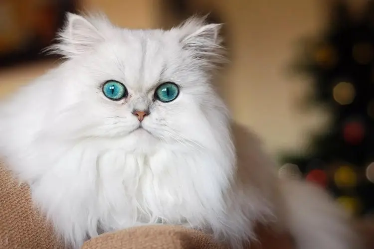 波斯猫蓝色眼睛（波斯猫图片蓝色眼睛）