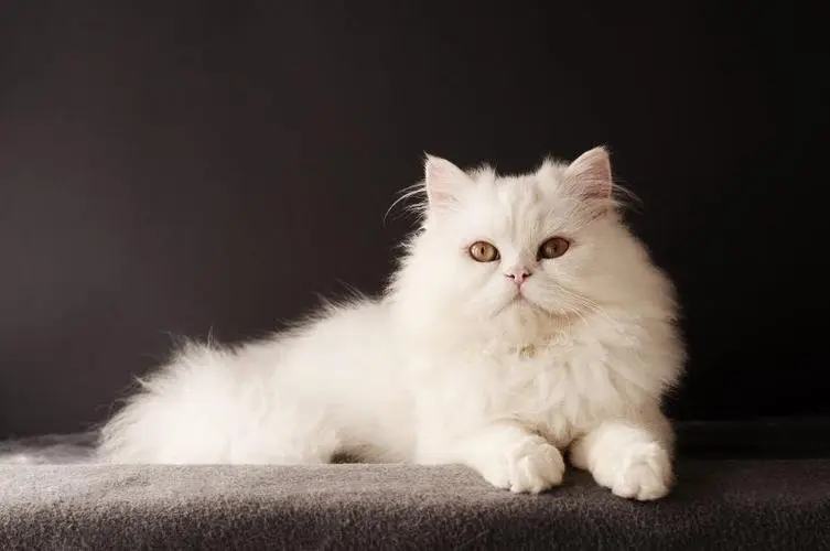 波斯猫图片大全可爱 纯白色 波斯猫图片大全可爱