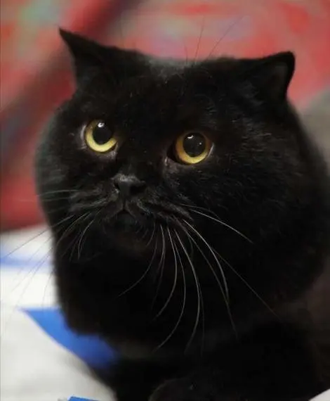 波斯猫图片大全可爱黑色 - 迷人的宠物猫品种（波斯猫图片大全可爱 黑色）