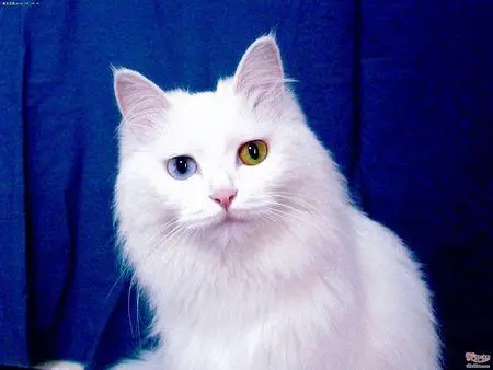 波斯猫：一只蓝眼睛一只黄眼睛的猫咪（波斯猫是不是一只蓝眼睛一只黄眼睛）