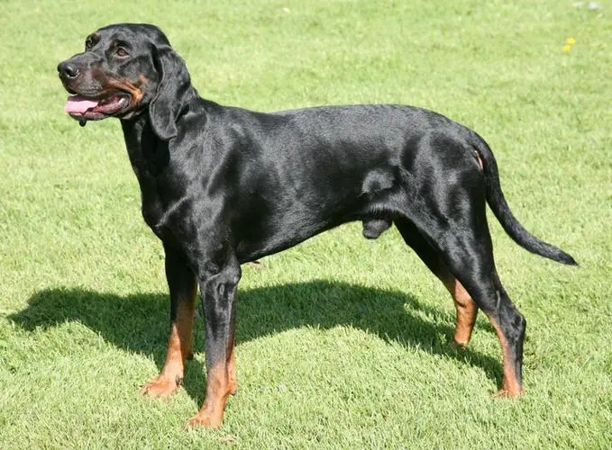 波音达猎犬（Boingda hunting dog）是一种受欢迎的家庭宠物和猎犬品种。由于其敏捷的身体和智慧的头脑，波