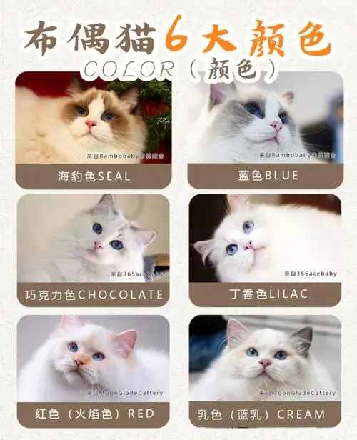 布偶猫的分类图 布偶猫的分类图片